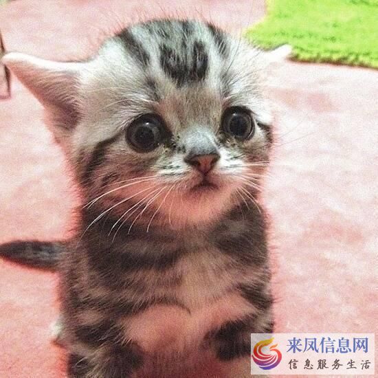 宠物图片